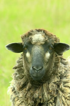 head of sheep grazing on the pasture