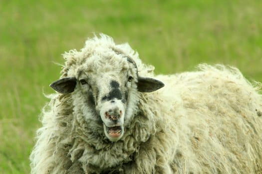 big sheep with thick fleece on the pasture