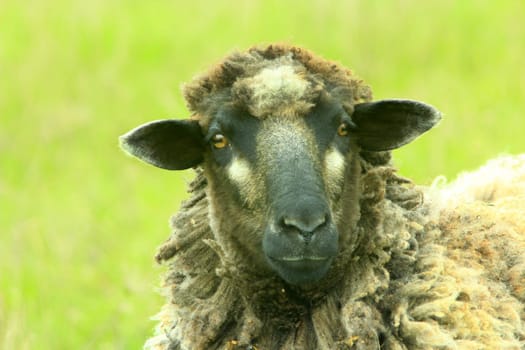 head of sheep grazing on the pasture