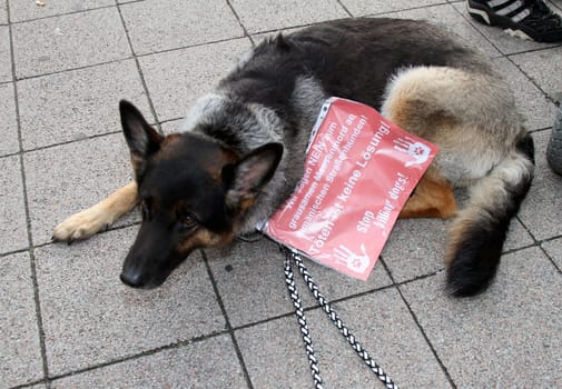Demonstration and vigil by various animal welfare organisations against the toting of street dogs in Romania at Hamburg Central Station ,05.10.2013