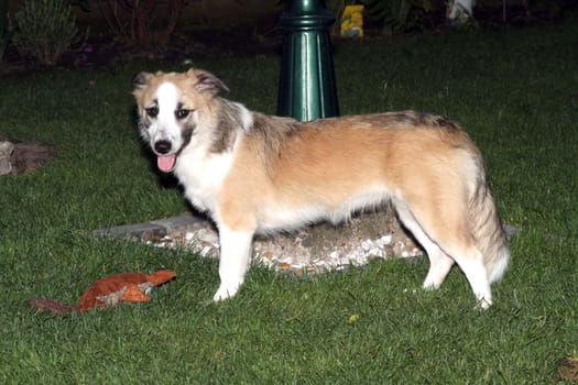 playing dogs