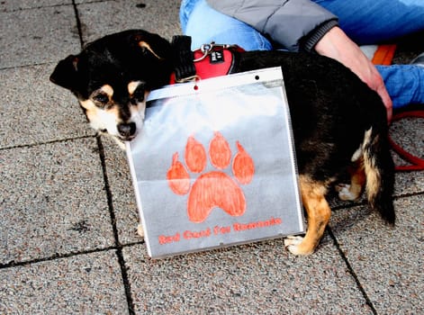 Demonstration and vigil by various animal welfare organisations against the toting of street dogs in Romania at Hamburg Central Station ,05.10.2013