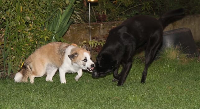 playing dogs