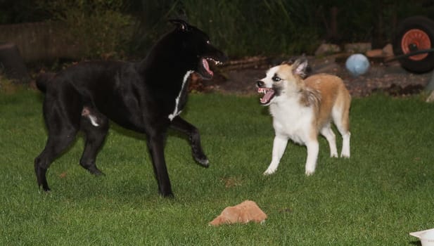 playing dogs
