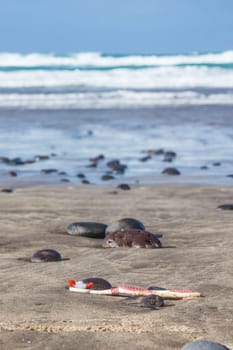 Toothbrush left on the beach by refugees - witnesses of the escape