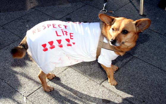 Hamburg - Nationwide demonstrations and vigils in Germany and Staedten in Europe on 08.03.2014 against the toting of the Romanian street dogs