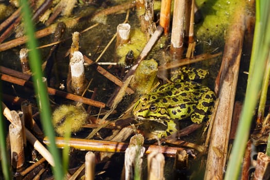 Water frog