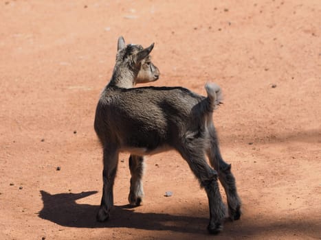 West African dwarf goat