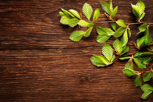 Green tree leaves on wooden background close up.