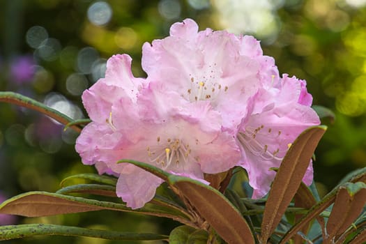 Pink Rhododendron