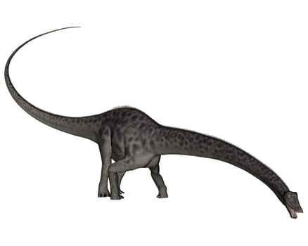 Diplodocus dinosaur head down in white background- 3D render
