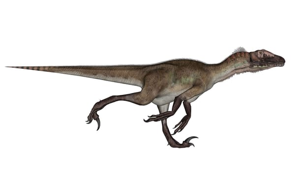 Utahraptor dinosaur running in white background- 3D render