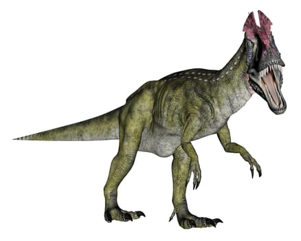 Cryolophosaurus dinosaur walking in white background- 3D render