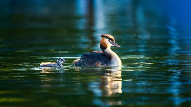 Crested grebe duck, podiceps cristatus, and baby floating on water lake