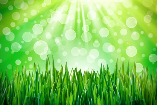 Spring grass