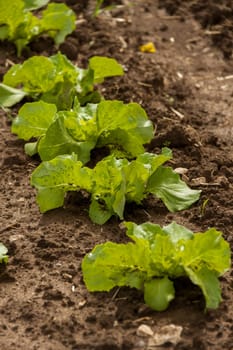 Green cabbage and salad in an outdoor field in summer