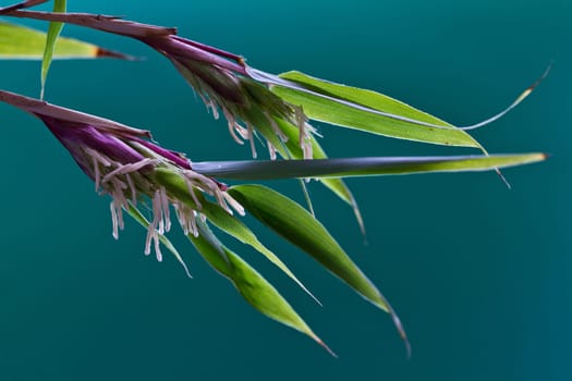 Bamboo flower