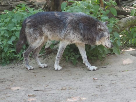 Grey Wolf