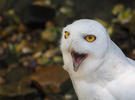 snowy owl