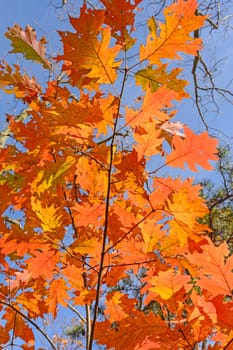 Oak Leaves in Fall Colors along the Blue Ridge Parkway in Virginia