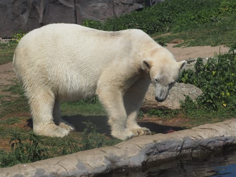 polar bear