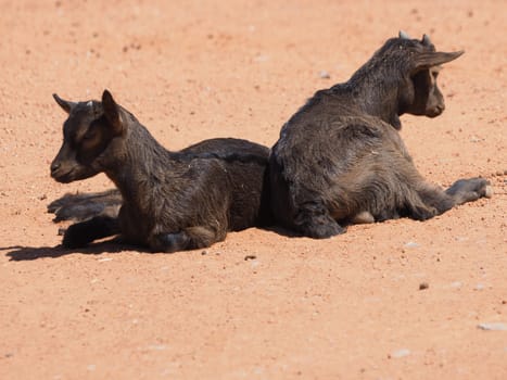West African dwarf goats
