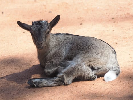 West African dwarf goat