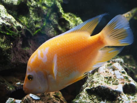 Orange-Blue Malawi cichlid