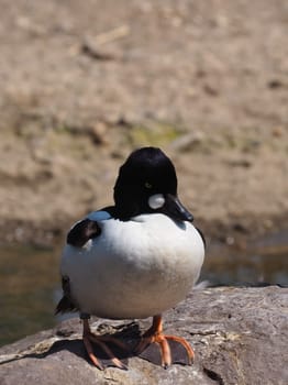 common goldeneye