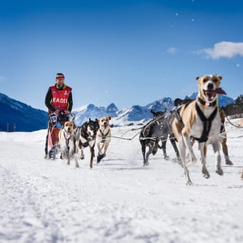 AUSSOIS SUR ARC, VANOISE, FRANCE - JANUARY 20 2016 - the GRANDE ODYSSEE the hardest mushers race in savoie Mont-Blanc, Remy COSTE, french musher, Vanoise, Alps