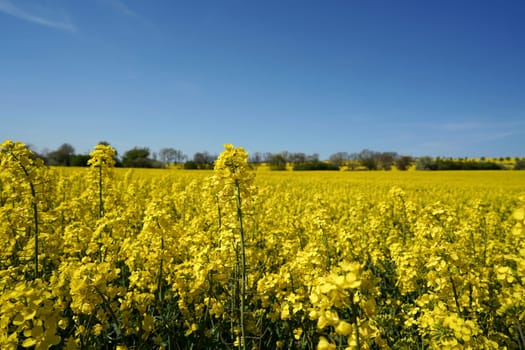 flowering rape field in spring