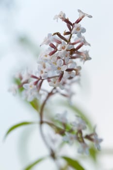 Flowering of lemonbennes