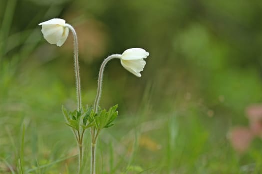 Two Great Wind Frogs (Anemone sylvestris)