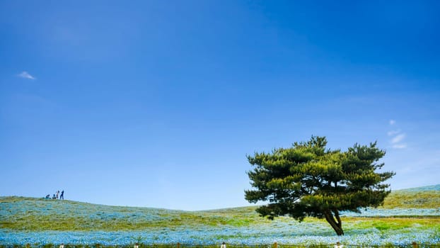The imageing of Mountain, Tree and Nemophila at Hitachi Seaside Park in spring with blue sky at Ibaraki, Japan