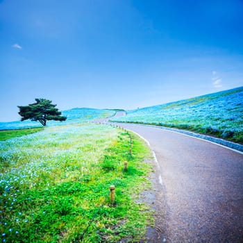 The imageing of Mountain, Tree and Nemophila at Hitachi Seaside Park in spring with blue sky at Ibaraki, Japan