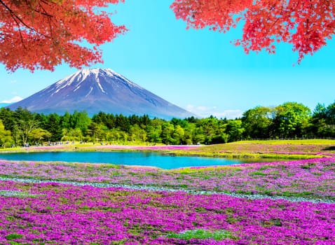 The Fuji with the field of pink moss at Shibazakura festival, Yamanashi, Japan