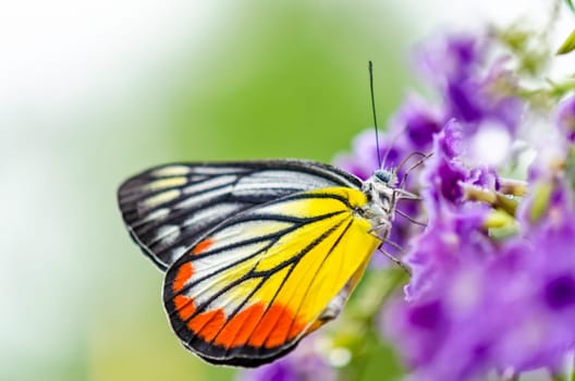 Painted Jezebel (Delias hyparete) Colorful butterfly white yellow and orange black stripes, It is looking for nectar on purple flowers of Golden Dew Drop