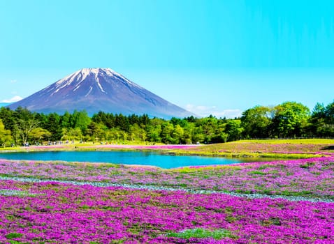 The Fuji with the field of pink moss at Shibazakura festival, Yamanashi, Japan