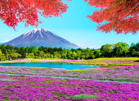 The Fuji with the field of pink moss at Shibazakura festival, Yamanashi, Japan