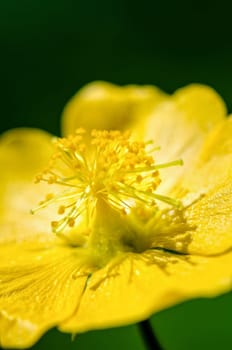 Close up small yellow pollen on flowers of Abutilon indicum or Indian abutilon in Thailand