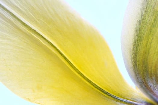 Wild tulip macro