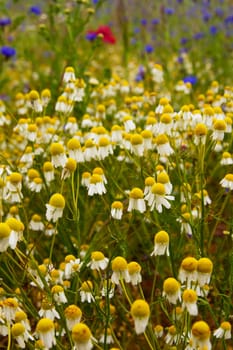 camomile