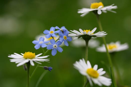 Spring meadow