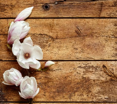 Fresh fragrant pink spring magnolias arranged as a side border on a rustic wood background with copy space