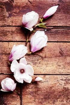 Arrangement of fresh pink magnolias on a rustic wood background symbolic of the spring season with copy space