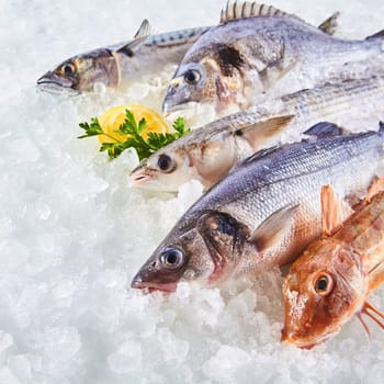 High Angle Still Life of Variety of Raw Fresh Fish Chilling on Bed of Cold Ice in Seafood Market Stall with Copy Space
