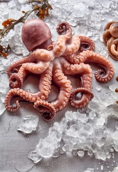 High Angle Still Life View of Raw Octopus of Various Sizes on Cold Metal Background with Kelp Seaweed and Melting Ice