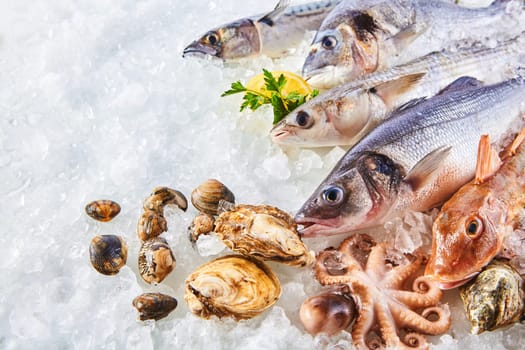 High Angle Still Life of Variety of Raw Fresh Fish and Shellfish Chilling on Bed of Cold Ice in Seafood Market Stall with Copy Space