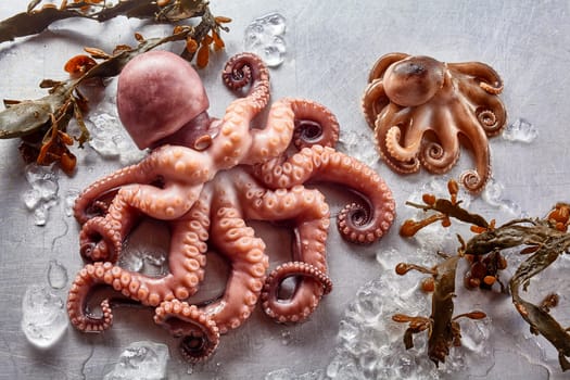 High Angle Still Life View of Raw Octopus of Various Sizes on Gray Background with Kelp Seaweed and Melting Ice