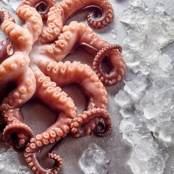 Still Life Close Up of Tentacles of Raw Octopus Lying on Cold Metal Surface Amongst Melting Blocks of Ice with Copy Space